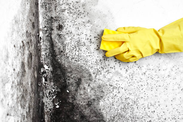 Best Home Mold Removal  in Grandville, MI