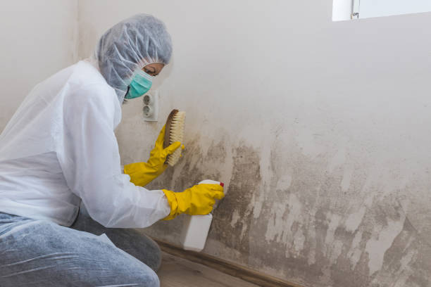 Attic Mold Removal in Grandville, MI