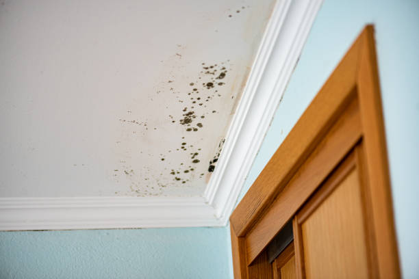 Best Black Mold Removal  in Grandville, MI