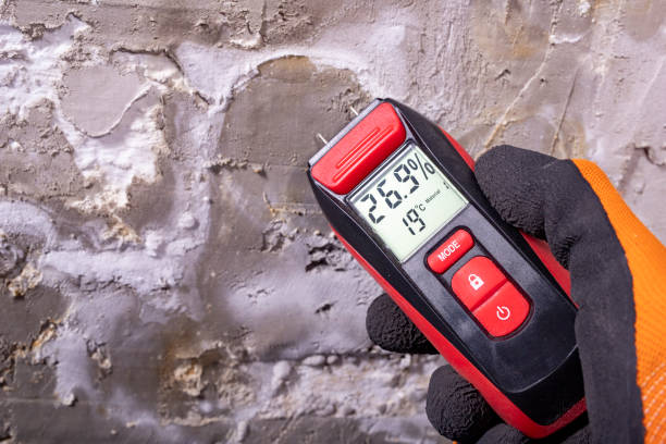 Best Local Mold Removal Service  in Grandville, MI
