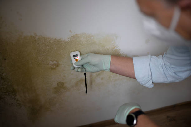  Grandville, MI Mold Removal Pros