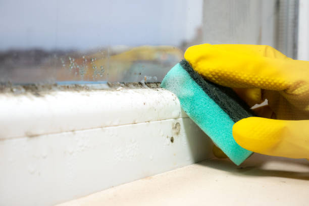 Office Mold Removal Services in Grandville, MI