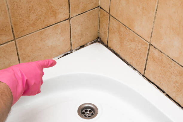 Mold Removal Process in Grandville, MI